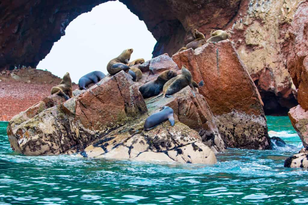 Paracas seals resting on a rock in the nature park