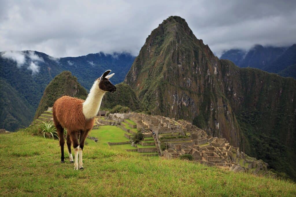 Llama in front of Machu Picchu