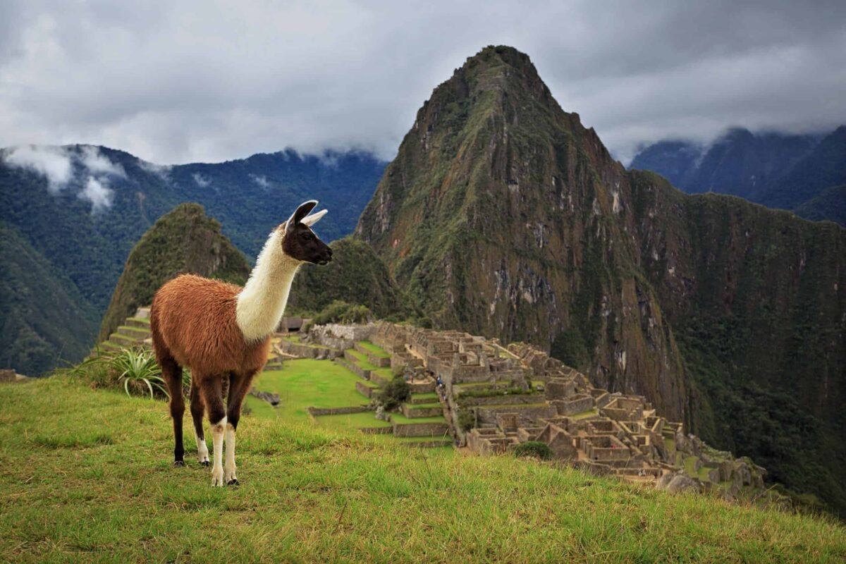 Llama in front of Machu Picchu