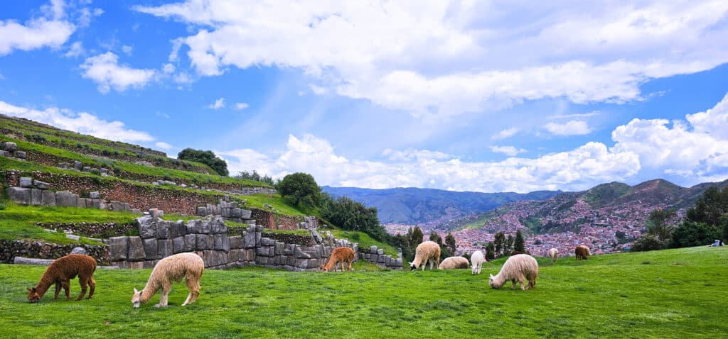 Sacsayhuamán view over Cusco with lamas