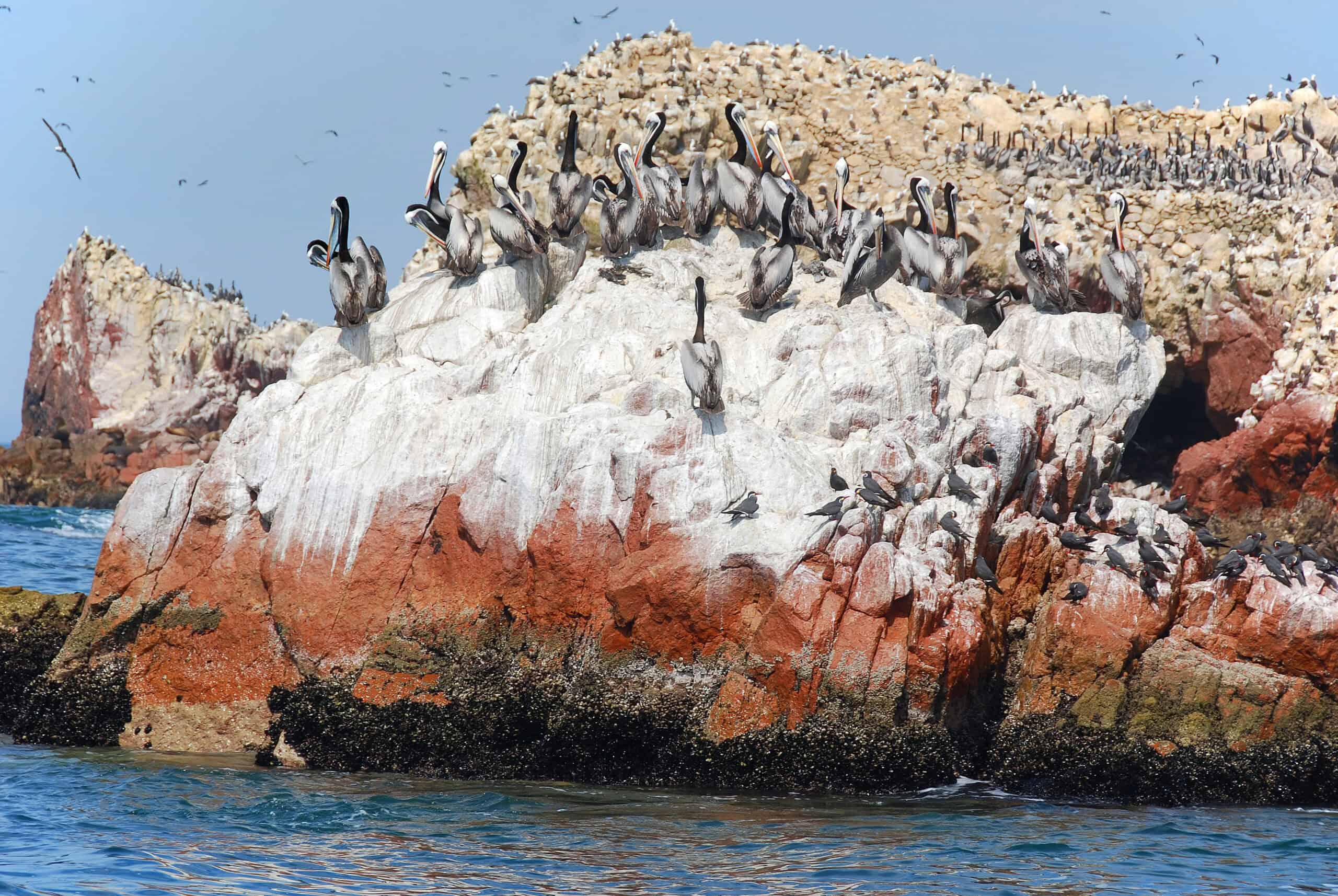 Ballestas Islands of Paracas birds on the cliffs