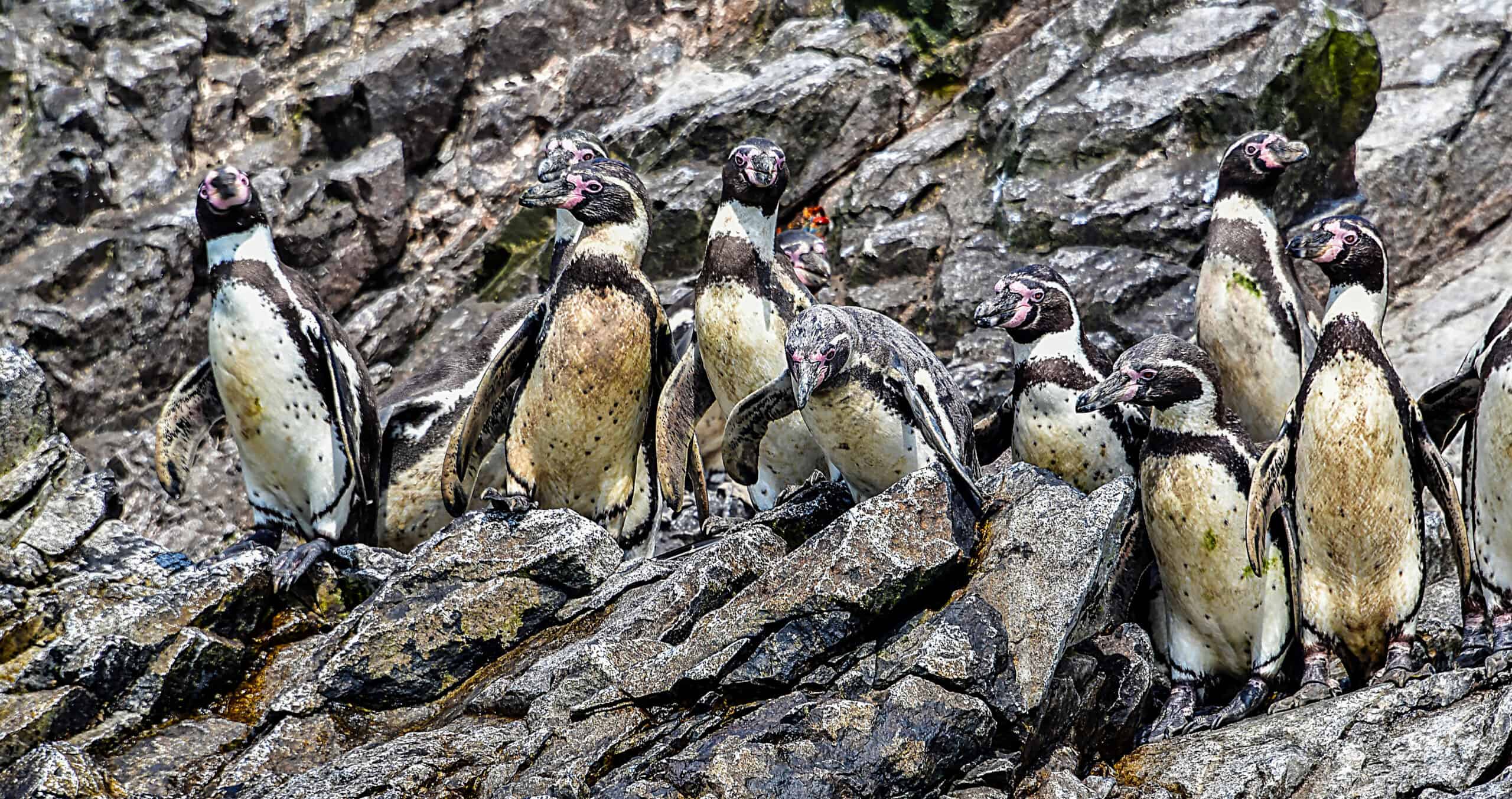 Ballestas Islands of Paracas Pinguins on the cliffs