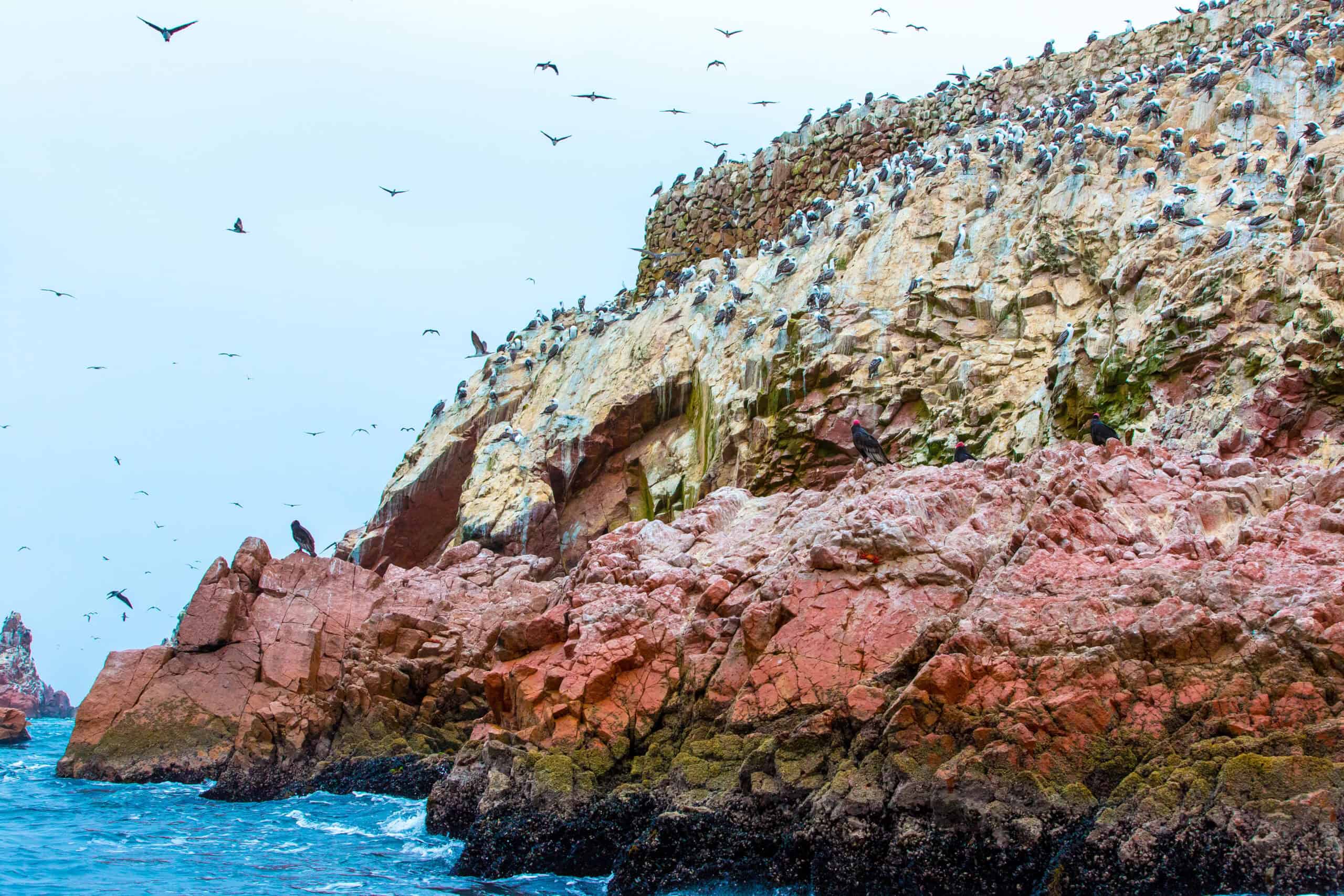 Ballestas Islands of Paracas birds on the cliffs