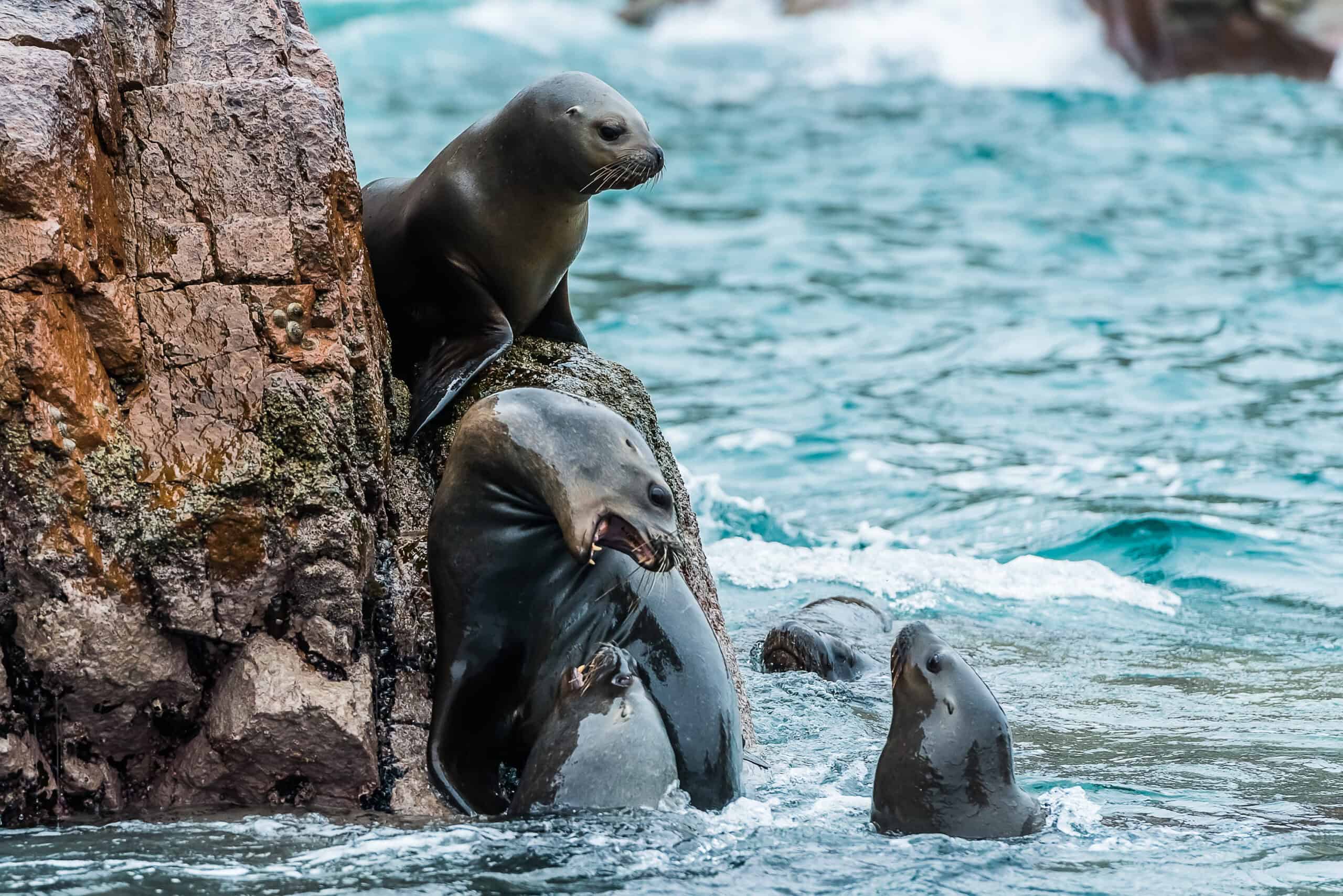 Ballestas Islands of Paracas sealions on the cliffs
