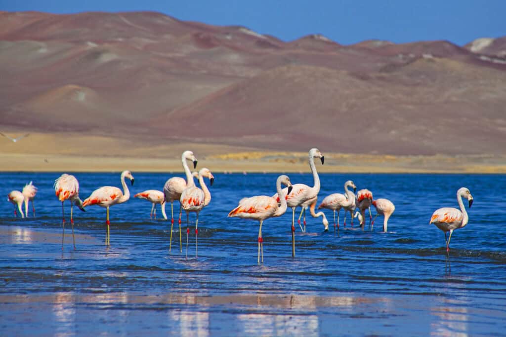 View of Paracas National Reserve in Peru with pink flamingos