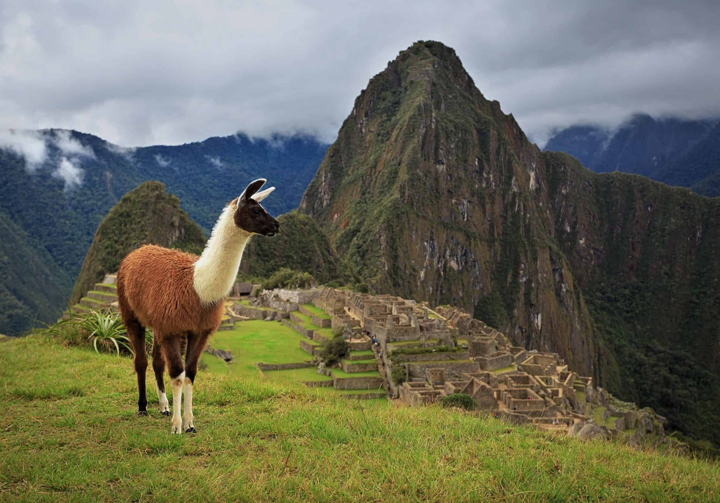 Llama in front of Machu Picchu